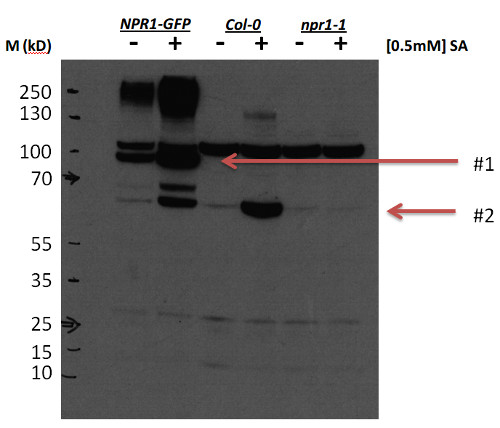 western blot using anti-NPR1 antibodies